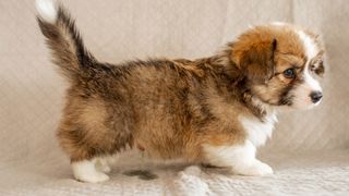 A little corgi puppy on the sofa with a guilty look, a puddle is visible on the light upholstery.