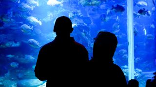 Two people staring into an aquarium