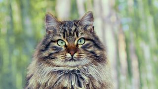 Siberian forest cat