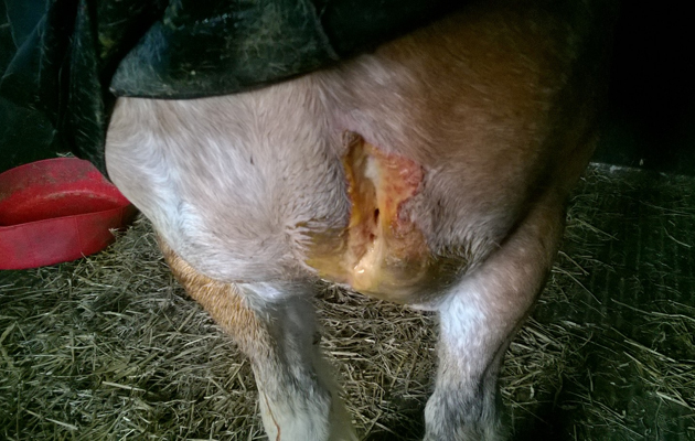 IMPALED PONY