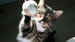 Cat reaching for toy