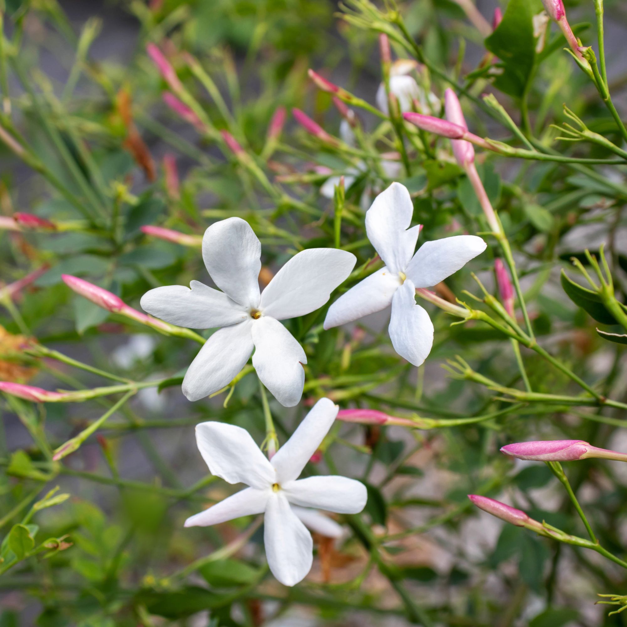 Flowering common jasmine