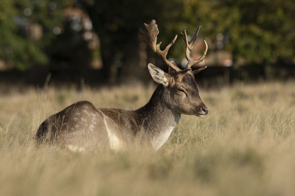 A deer shot on the Sony A7 IV camera