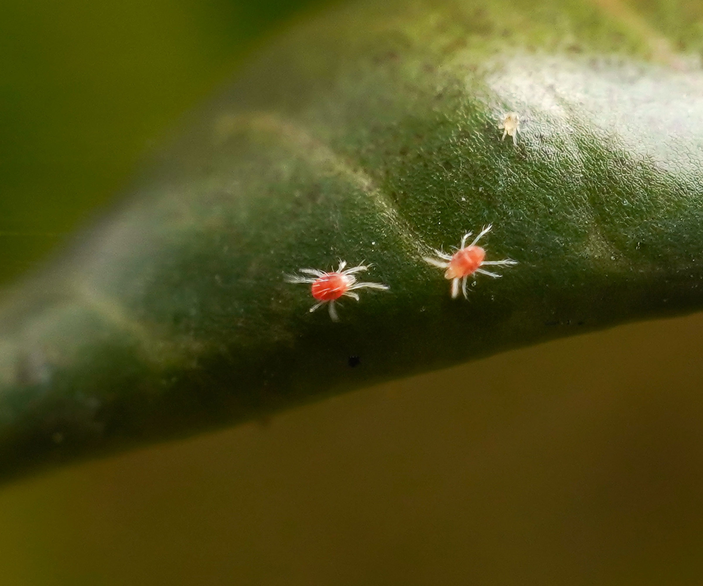 red mites on azalea leaf