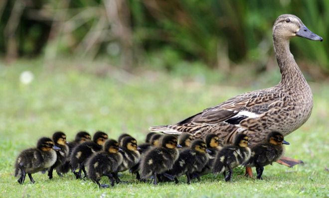 ducklings