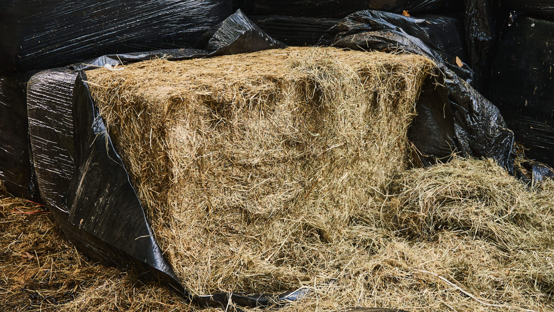 Opened bale of haylage