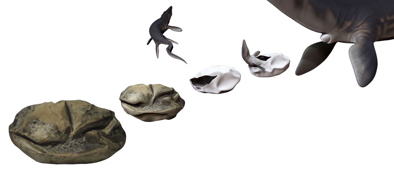 This is how the mosasaur might have laid the egg.