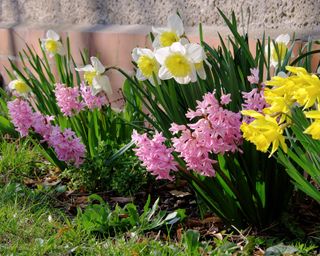 Daffodil and hyacinths planted together in a spring border