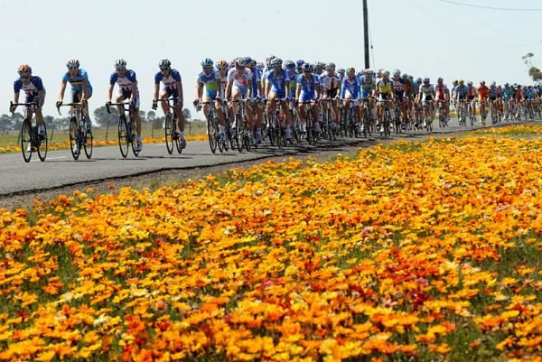 It might not be a Flanders field but Geelong still put on some colour for the Spring event.