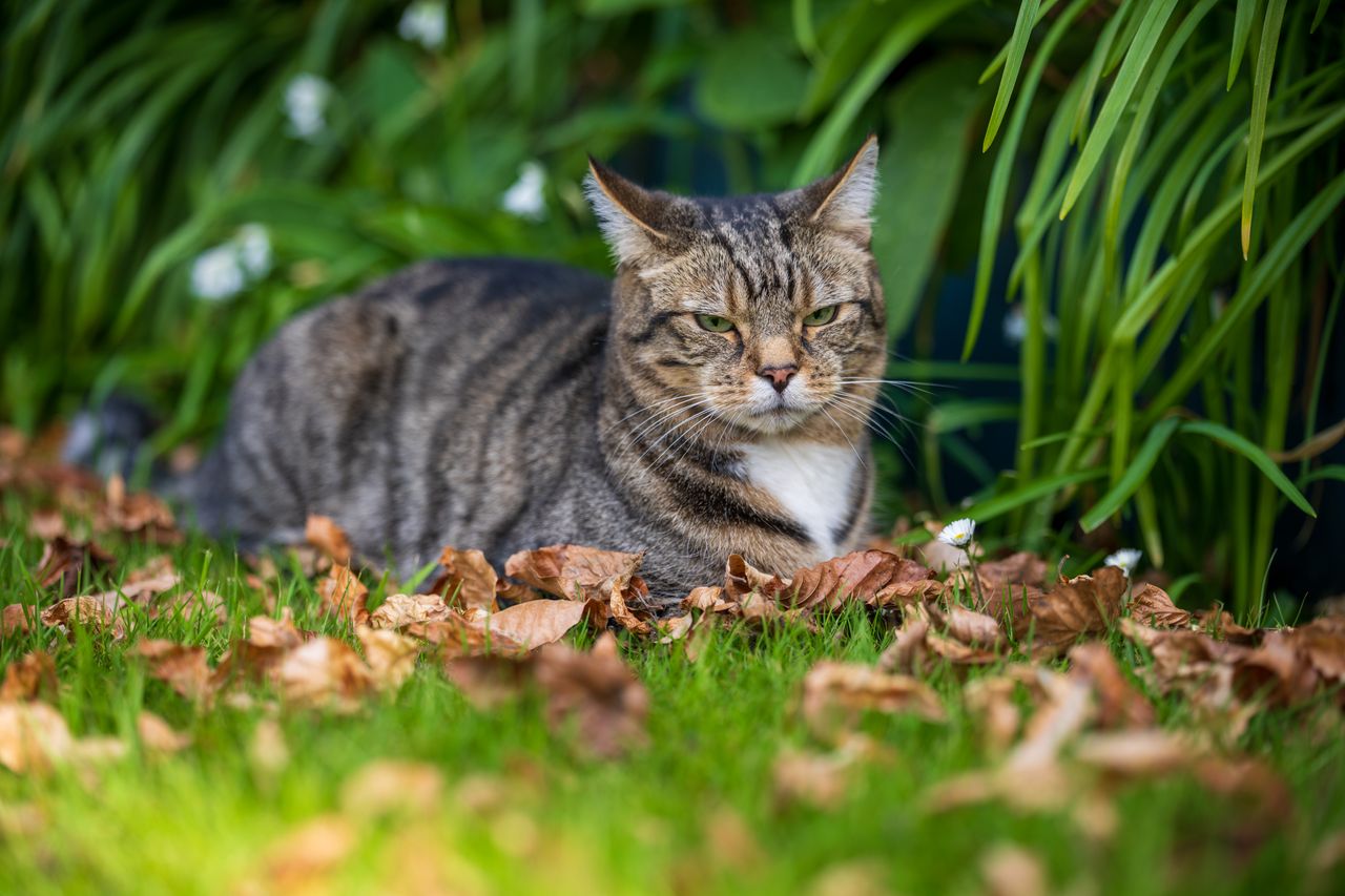 Sony FE 50-150mm f/2 G Master example shot