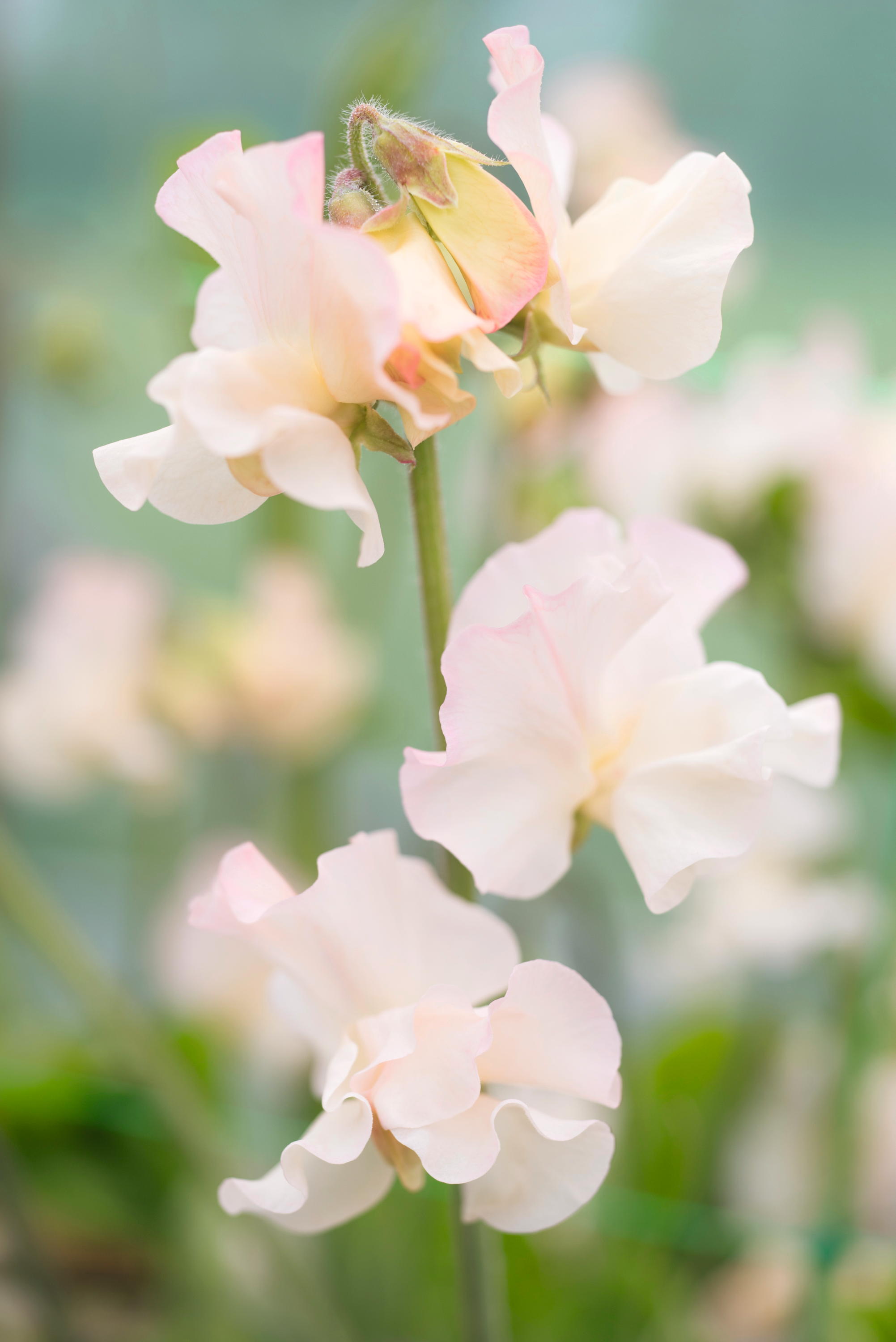 Sweet peas