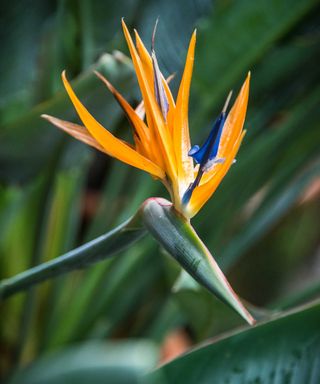 close-up of bird of paradise flower