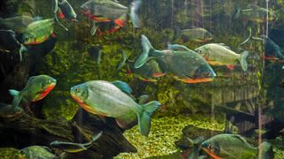 A group of pacu swimming in an aquarium tank