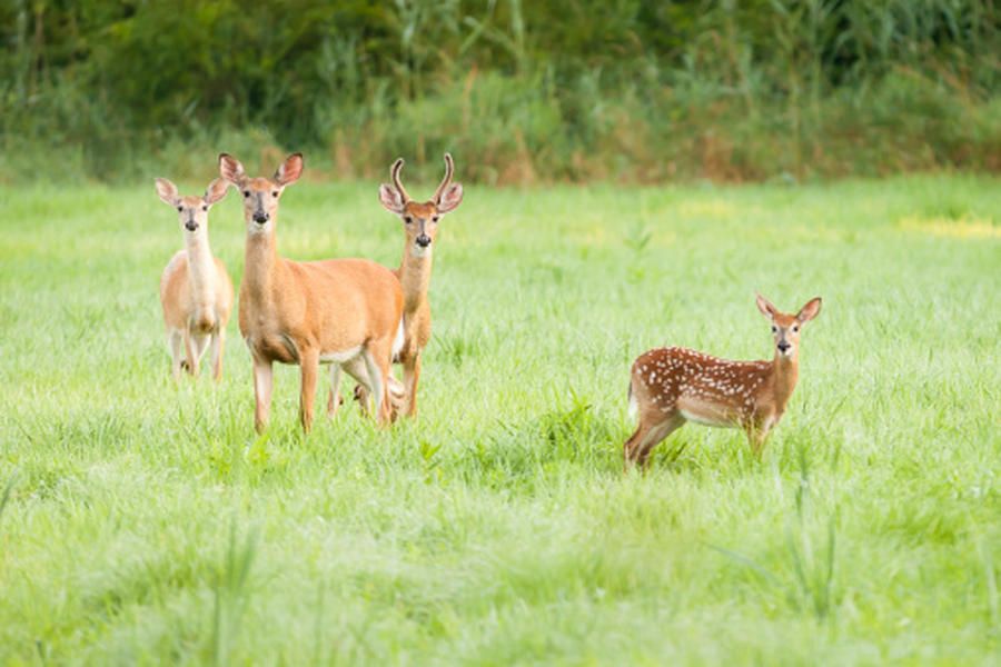 Dozens charged with using dead deer in $5 million insurance scam