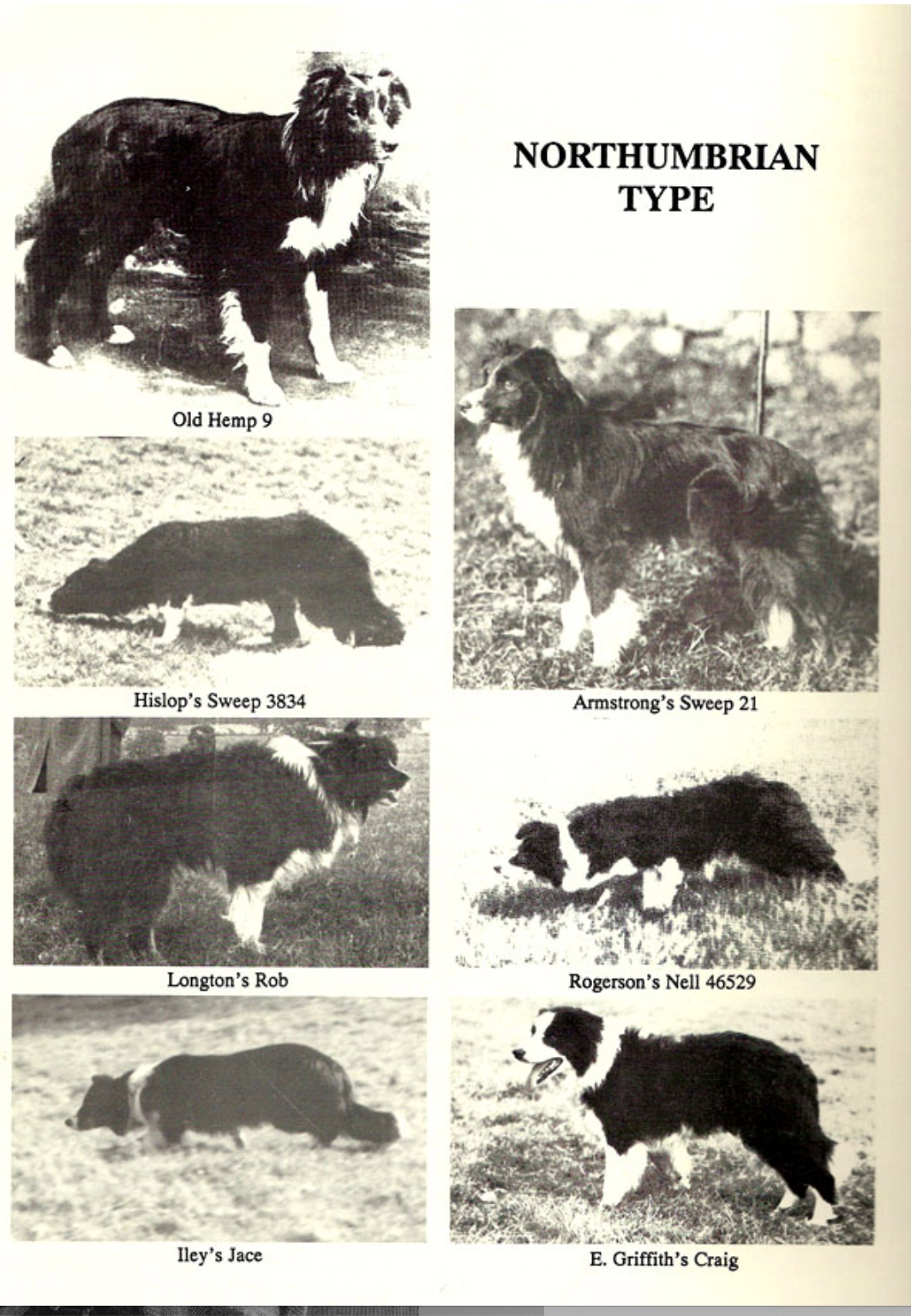 Archival black-and-white photographs illustrating four recognised border collie types — the Herdman’s Tommy type, Northumbrian type, Wiston Cap type and Nap type — showing working dogs in profile and at rest, alongside handlers, demonstrating variations in build, coat and working style.