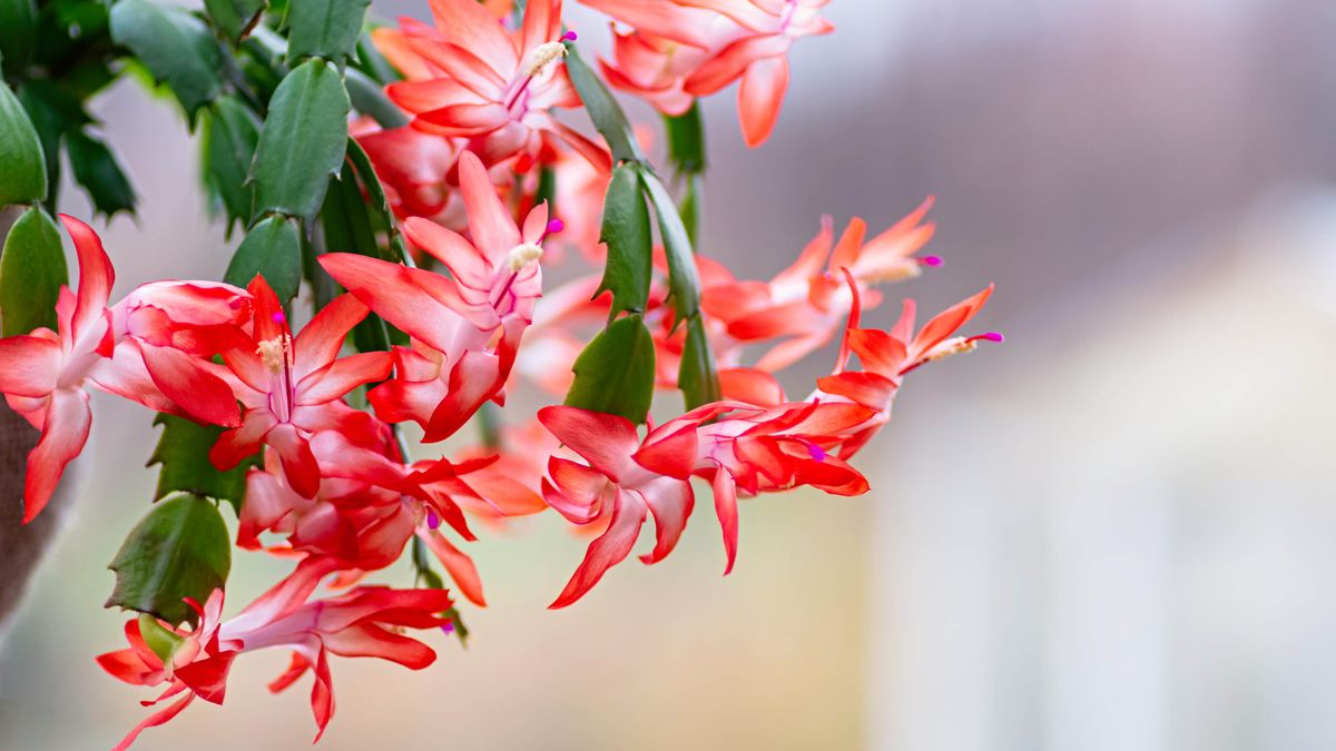 How to care for a Christmas cactus and keep it alive