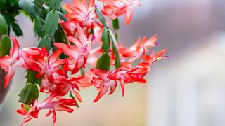 A close up of the ends of a Christmas cactus in bloom with red flowers