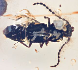 propiestus archaicus, p. archaicus, beetle in amber