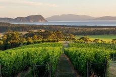 Tasmania wine