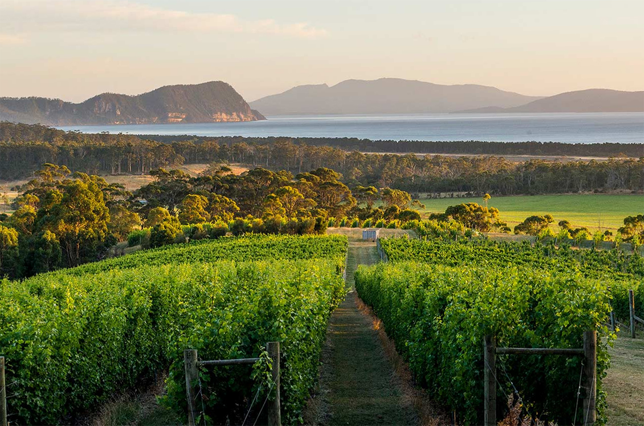 Tasmania wine