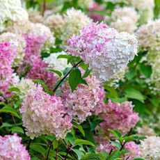 Panicle hydrangea blooming in the garden