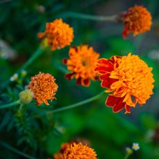 marigold flowers