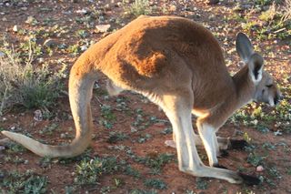 Red kangaroo steps
