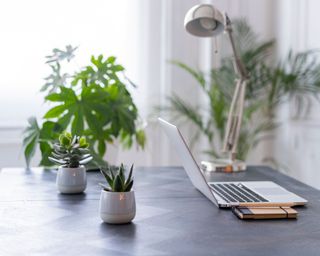 pots of succulents on office desk with laptop and desklamp