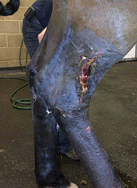 Moose-gore2.jpg