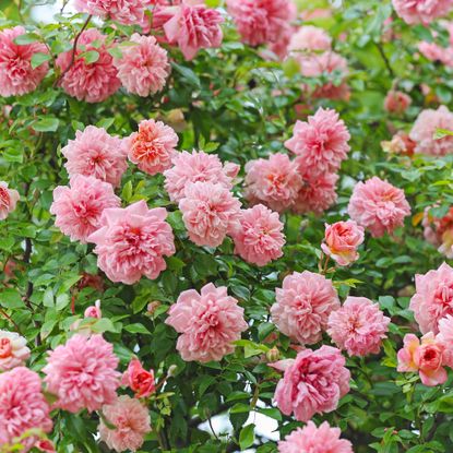 Pink climbing roses in summer sunshine