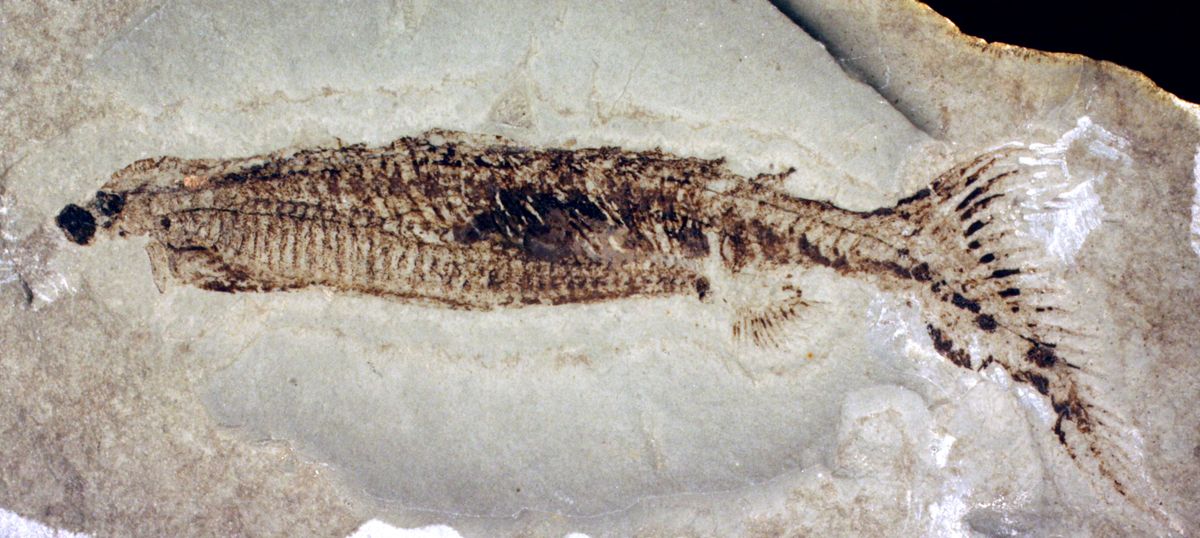 A fossil of euphanerops