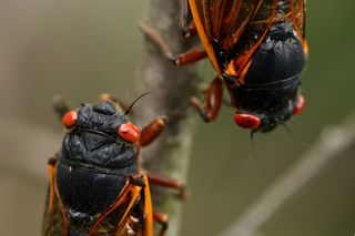 Two Magicicada periodical cicadas, face each other on a branch.