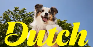 A sheep dog jumping and smiling above the name Dutch in yellow