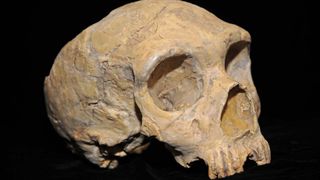 Neanderthal skull from Forbes' Quarry, Gibraltar. Discovered 1848.