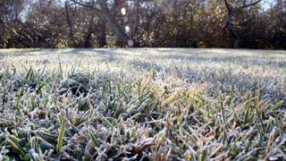 close-up of frosty lawn