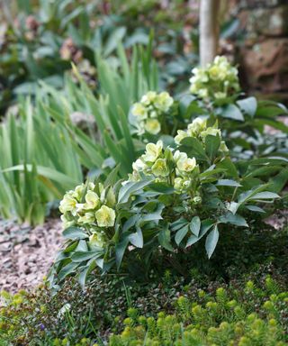 hellebore with pale green flowers growing in a flower bed