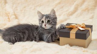 kitten with boxed present