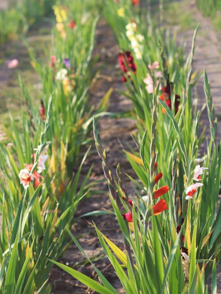 Rows Of Gladiolus Flowers