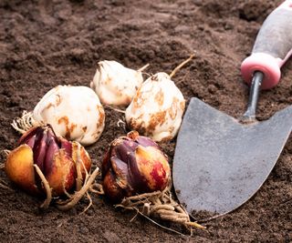 Planting lily bulbs with a trowel