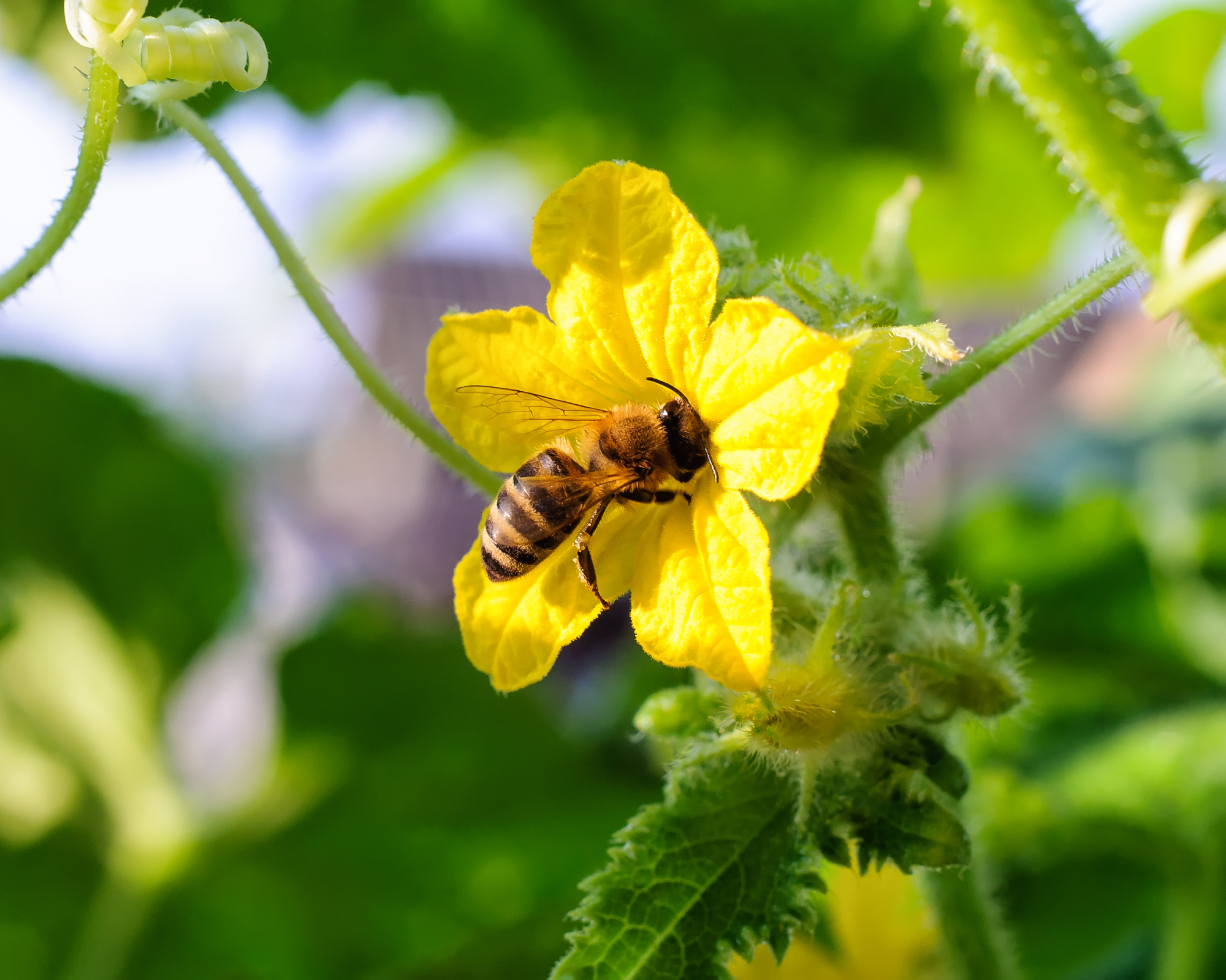 bee pollinating cucumber flower