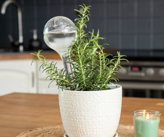 An olla in a potted rosemary plant on a kitchen table