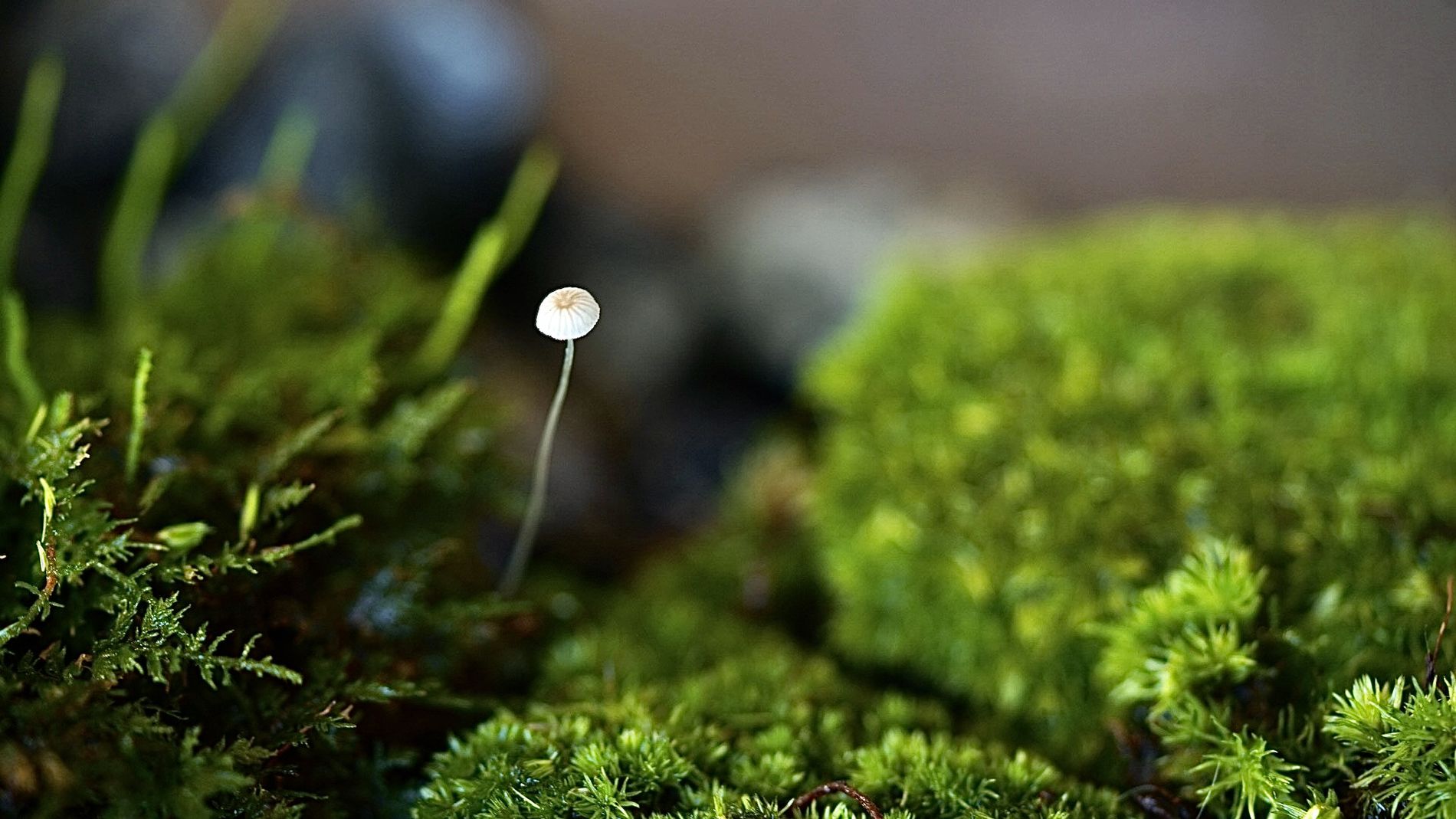 GuruShots - Nature March 2026