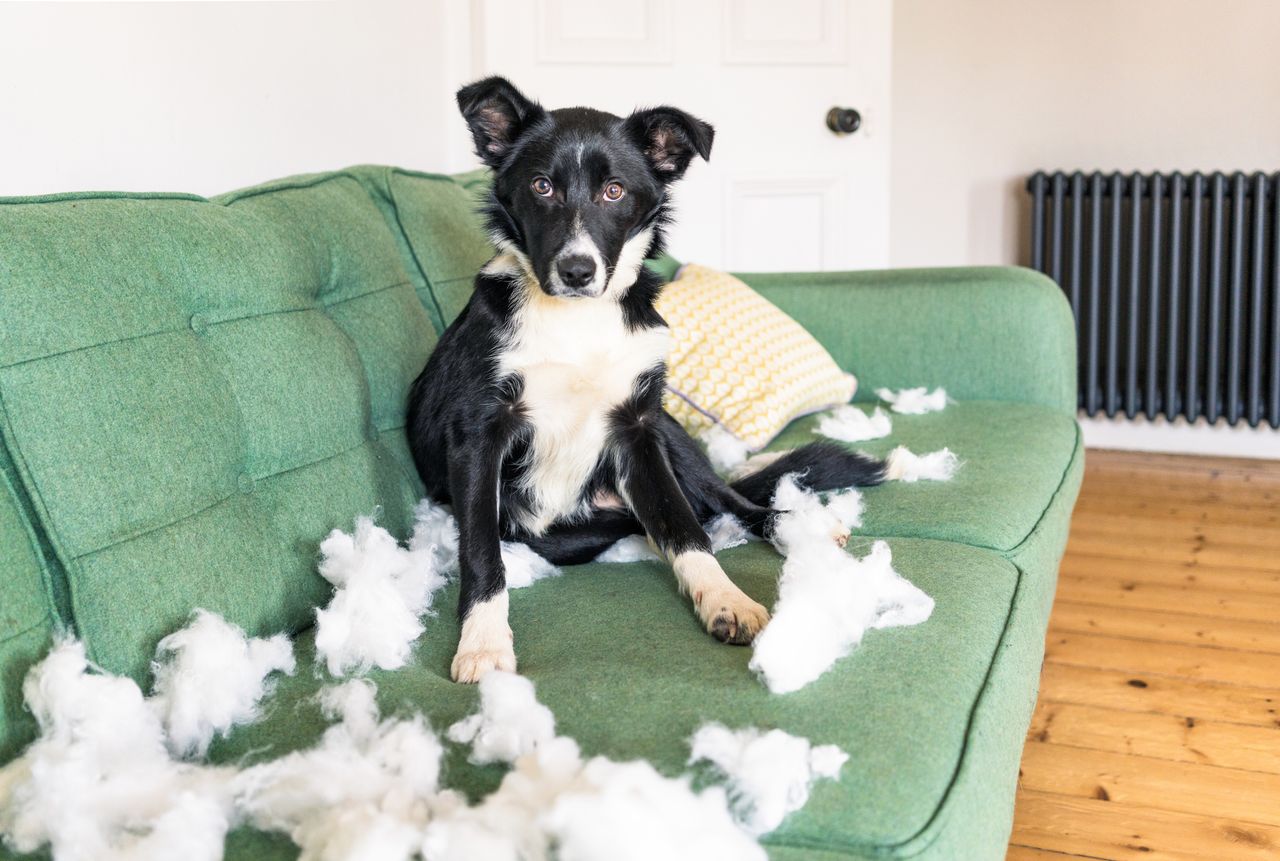 A border collie trying not to look guilty after tearing the stuffing of of a cushion.