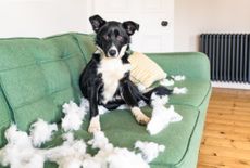 A border collie trying not to look guilty after tearing the stuffing of of a cushion.