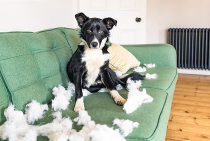 A border collie trying not to look guilty after tearing the stuffing of of a cushion.