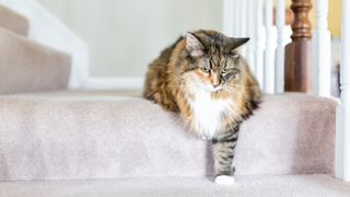 Maine Coon cat placing one paw on stairs