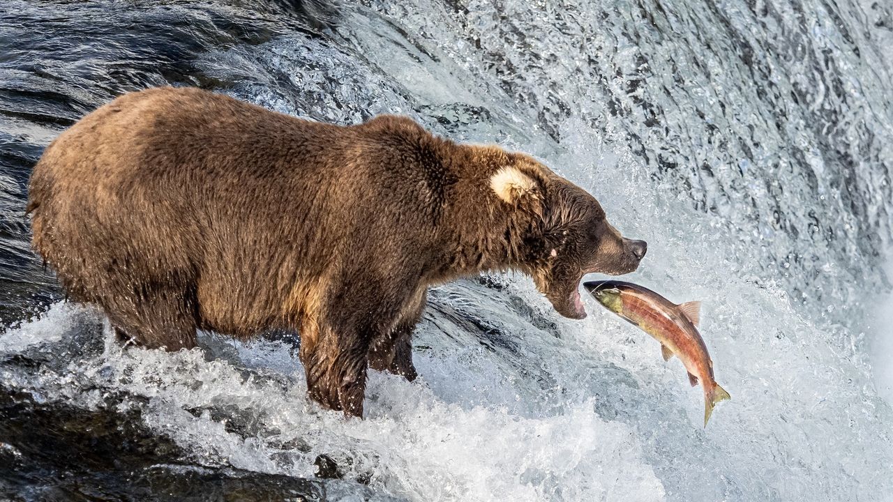 a brown bear stands in a river and opens its mouth as a fish jumps towards it