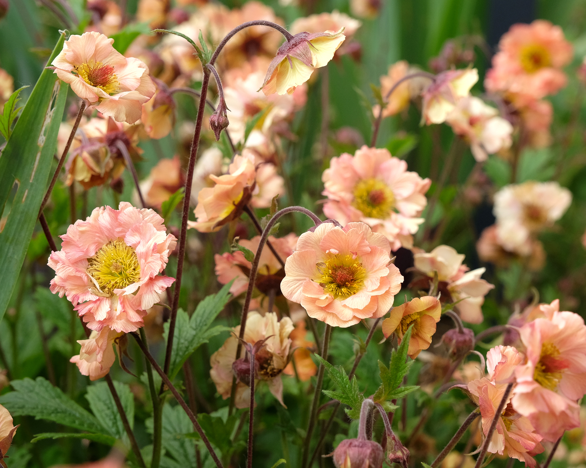 peach Geum Mai Tai with dark stems growing in garden