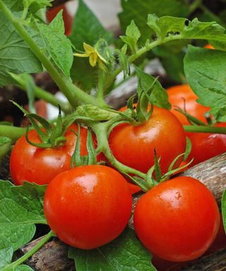 Fourth of July tomatoes