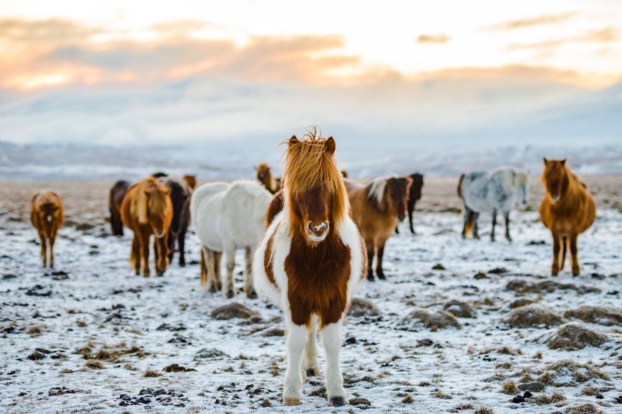 West Iceland